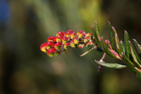 Grevillea Fireworks Bud by Joy Watson